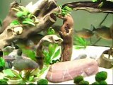 Best Piranha Video Ever!! Eating Bass!