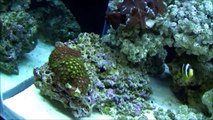 Watchman Goby and Pistol shrimp, scooter Blenny and New Zoanthids