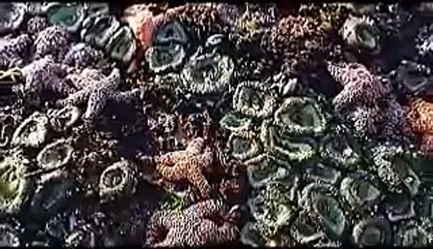 Rush - Natural Science Ray Harber Neil Peart Drums