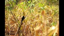 Ugandan Reptiles, Mammals and Birds