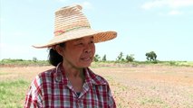 الجفاف يضرب زراعة الأرز في تايلاند