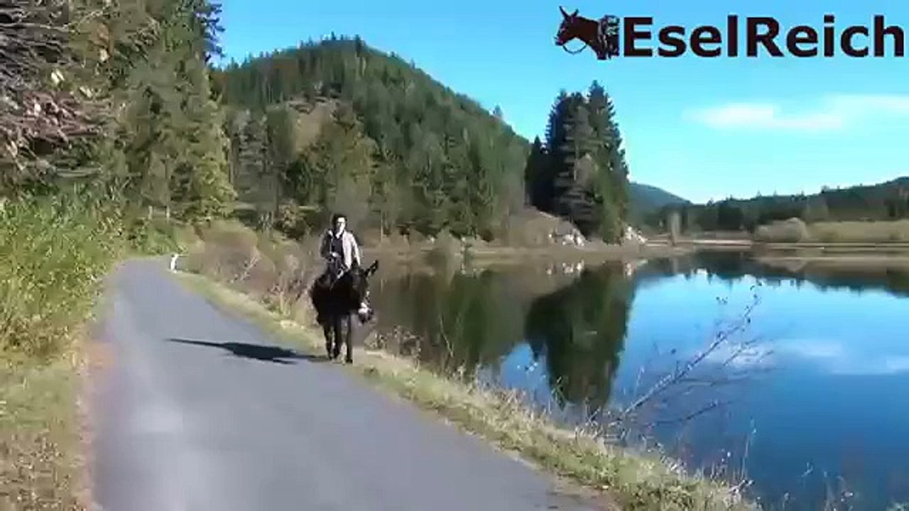 Riding Donkey Matyi