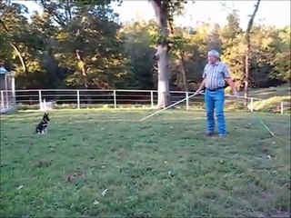 Dave Talley's Stock Dog Training