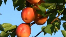 Arboriculture : Les abricots, ça pousse aussi en Vendée