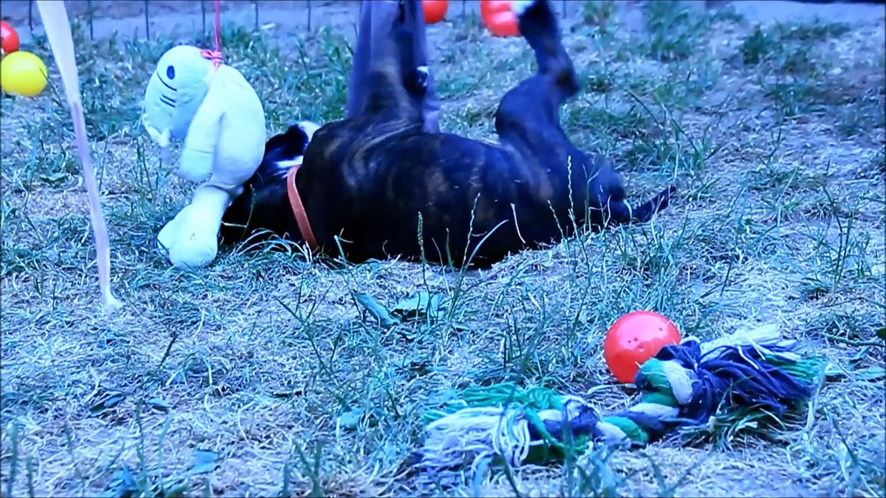 Lina des Steppes Perdues (IOWA du RANCH de la RIVIERE ESPERANCE X GIOTTO du DOLON / Portée des "L" 2015)