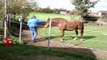 Pferdekommunikation - Pferdeerziehung-Freies Arbeiten ohne Hilfsmittel