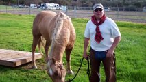 Discussing Horse Obstacles- Windy but I tried - See-saw- Rick Gore Horsemanship
