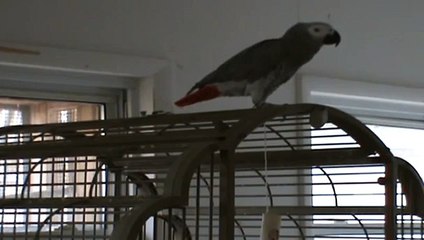 Racist African Grey potty mouth parrot,named Dusty.
