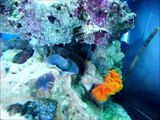 Montaje Nano Reef Aquarium - Nano Acuario Marino 60l