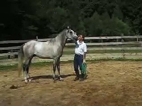 chuchoteur en action ou equitation ethologique 2/3