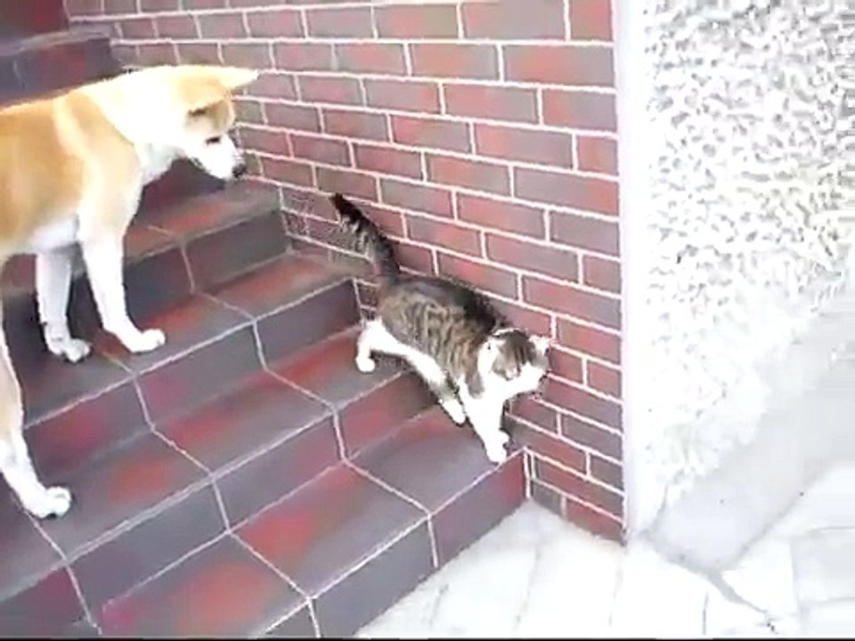 Akita Inu playing with cat