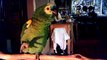 Awesome Talking parrot - Welcoming hi PaPa home!