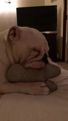 Deaf Bulldog suckles toy until falling asleep