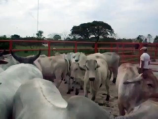 Clasificado: Lote de Ganado Finca las Delicias