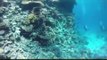 Egypt  :  Scuba Diving in Hurghada - Red sea - Egypt