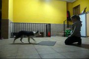 MAGIA - Educación Cachorro 3D (4-5 meses) - Target Mat 1