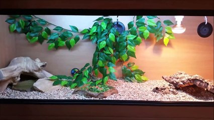 My bearded dragon vivarium setup & guide