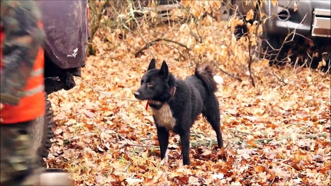 Охота на кабана у Ревы М. А.