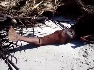 Real Mermaid Found Dead On Beach After Hurricane - Clear Video