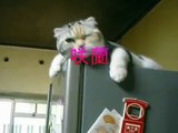 ビックリした～猫ジャンプ!!　マリオBGM♪　Scottish Fold jump