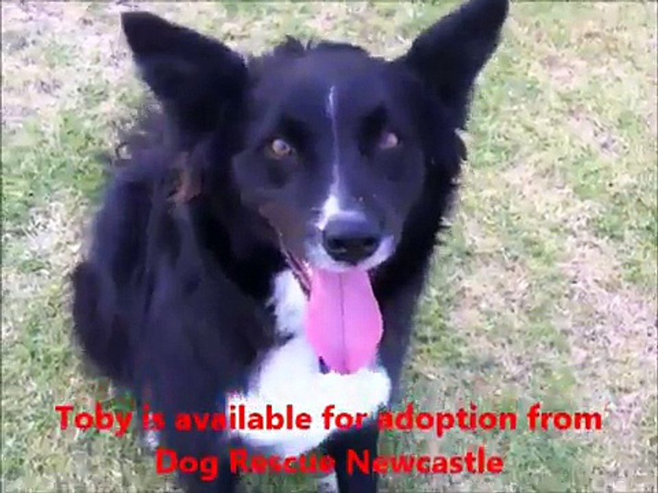 Toby, has been adopted from Dog Rescue Newcastle