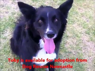 Toby, has been adopted from Dog Rescue Newcastle