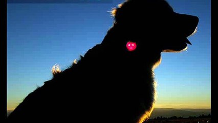 Demonstration woufki led de nuit, collier lumineux chien et chat