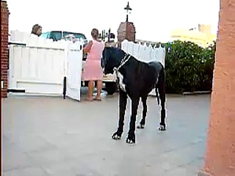Dogo Alemán