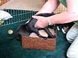 Italian Greyhound puppies playing