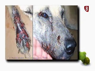 Vacuna de la leishmaniosis. Clínica Veterinaria en Valladolid es Así