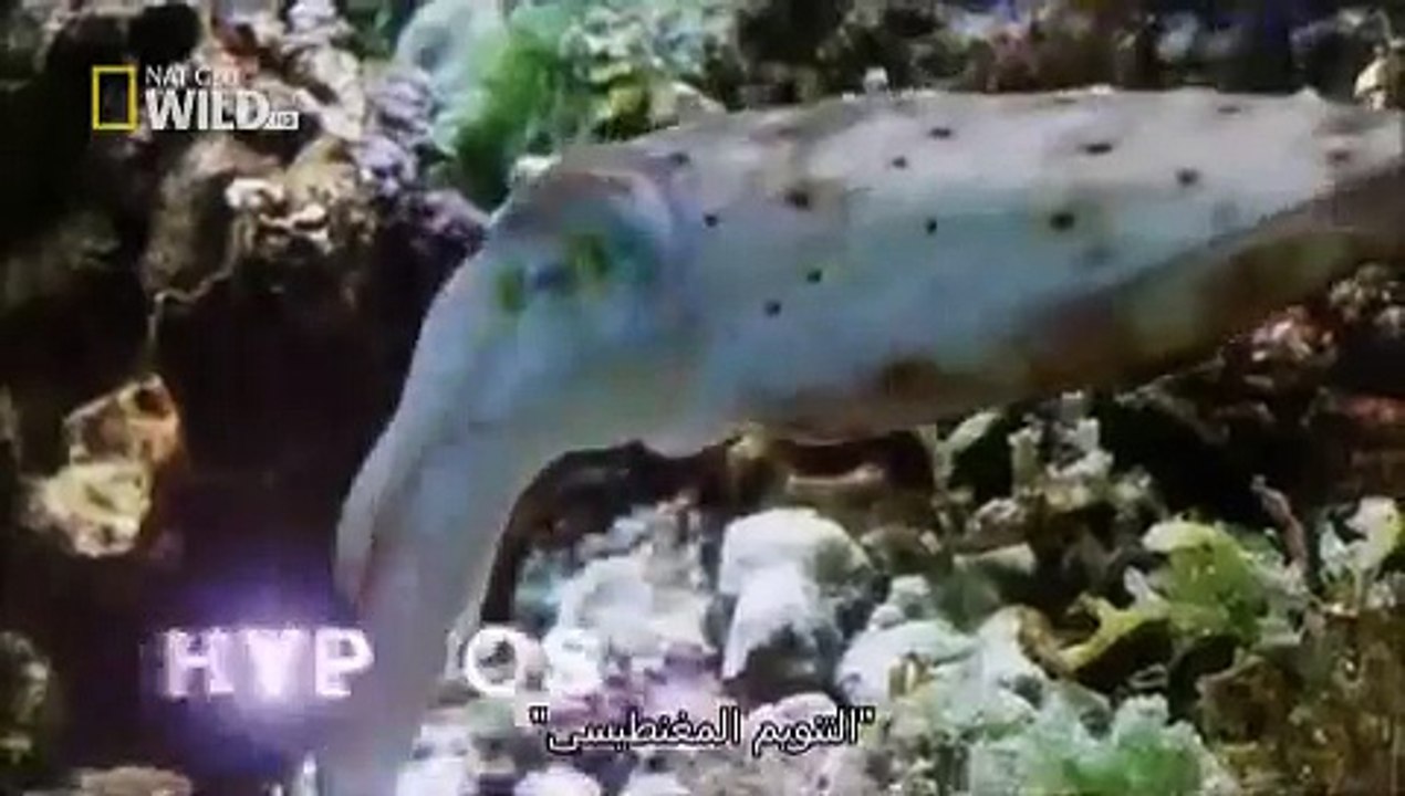 الحبار hypnose