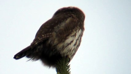 Sperlingskauz - Chevêchette - Pygmy Owl