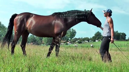 Homage an das Spanische Pferd