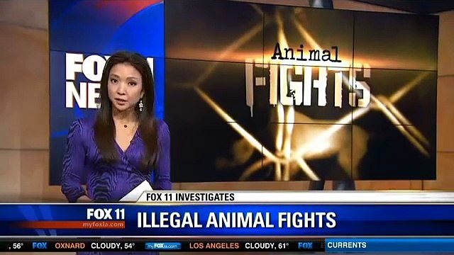 Illegal Animal Fights rising in LA, cock & Pit Bull fighting. ;(