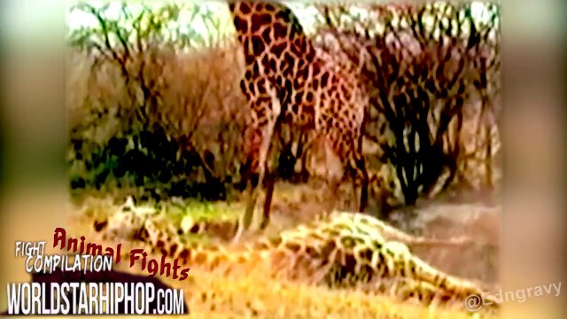 Worldstar Animal Fights Compilation