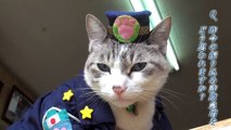 ネコの駐在さん　cat police