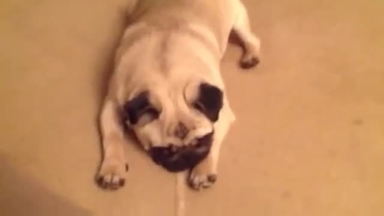 Pug severely protests bedtime