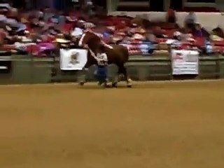 Cel mai mare cal din lume Big Jake