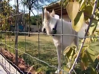 Dog sends text message