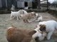 Dailylife of alabai puppies: fight fight fight ...