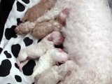 Bichon Frise newborn puppies (Unique Colors)