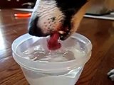 Dog Drinking in Slow Motion (120 fps).