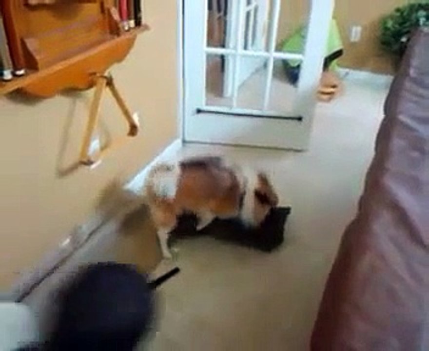 DOG HUMPS PILLOW