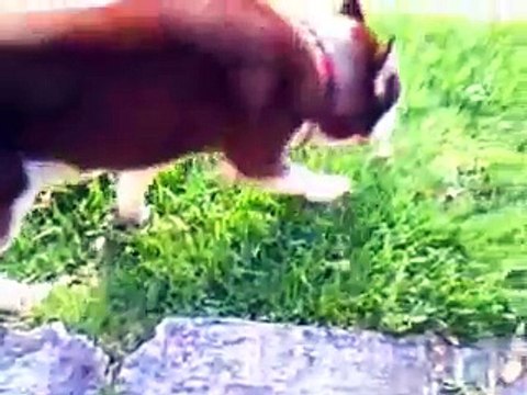 siberian husky (lobo siberiano) oso