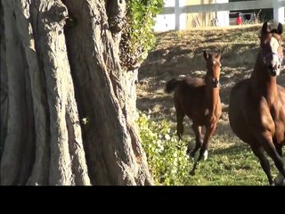 PANACHE MAYDANCE - Hackney Horse filly    FOR SALE