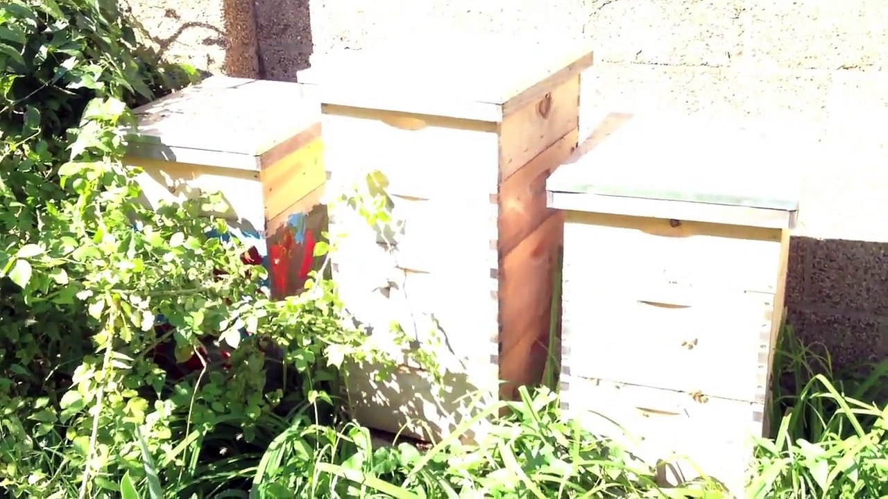 DC Honeybees TV 9-9-12 Harvest Check and Inspection of Church Hives