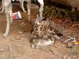 LA MUERTE DEL CONEJO EN GARRAS DEL BUHO.mp4