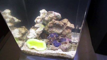 Quick Pico Reef Footage (Stage 2)