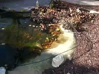Keeping the Blue Herons out of the Koi Pond