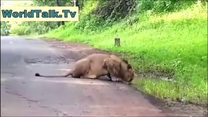 Lion can do anything must Watch this